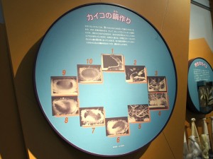 カイコの繭作り